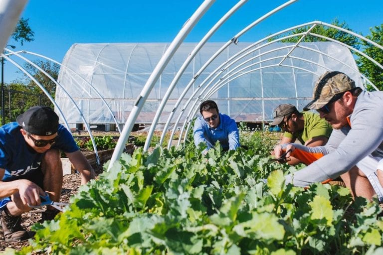 Urban Farming: Sowing the Seeds of a Brighter St. Louis